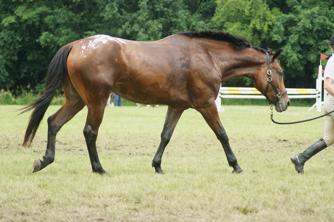 eventing-horse-show-stock-9-by-almondjoyy5-d6akz1x-pre.jpg