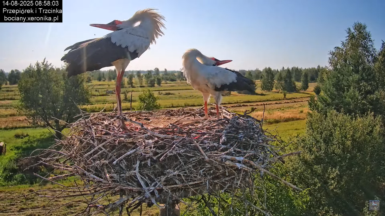 14082025bociany10