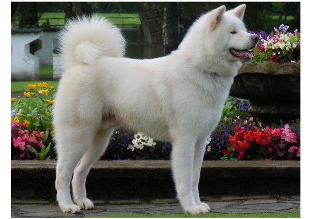 Inunaki Legends White Dragon