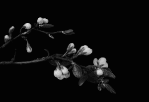 af3261c98d77e4712f24dab1994f1f08-ezgif-com-crop-3.gif