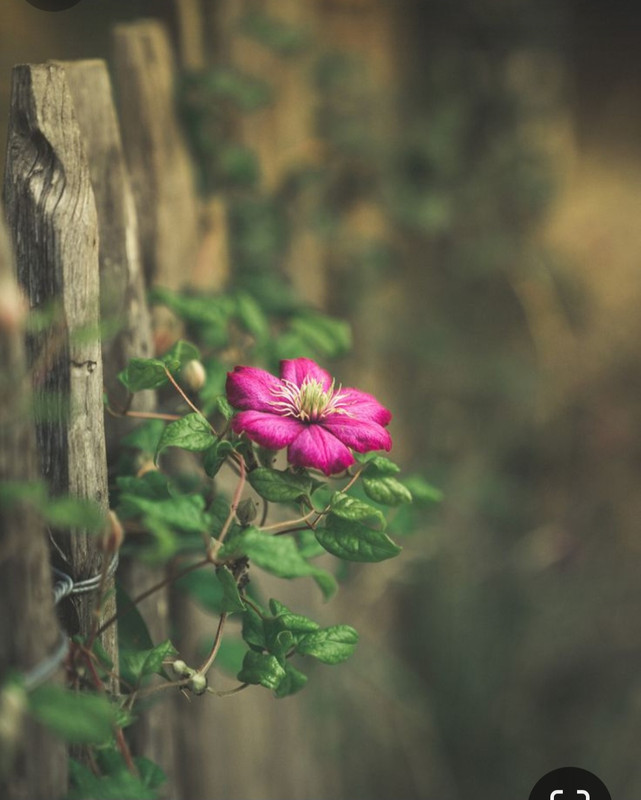 Screenshot_20240324_222436_Pinterest