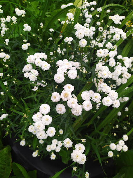 IMG_20220706_195655 (1)