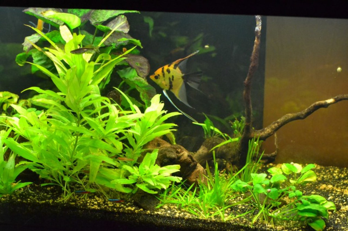 20140906_covatascalari ram (4)