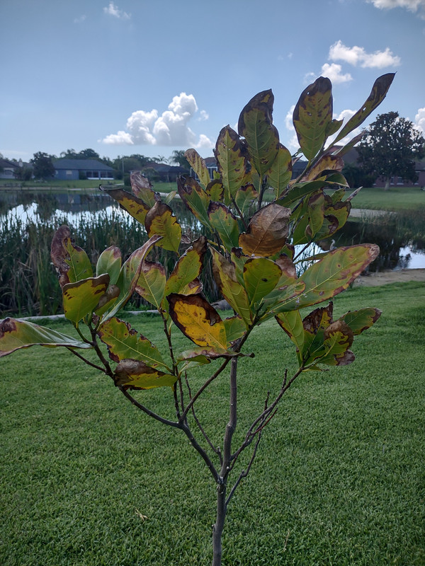 IMG_20240521_111440278_HDR