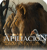 El Rey León: Mheetu (Eliminado) Afilia10