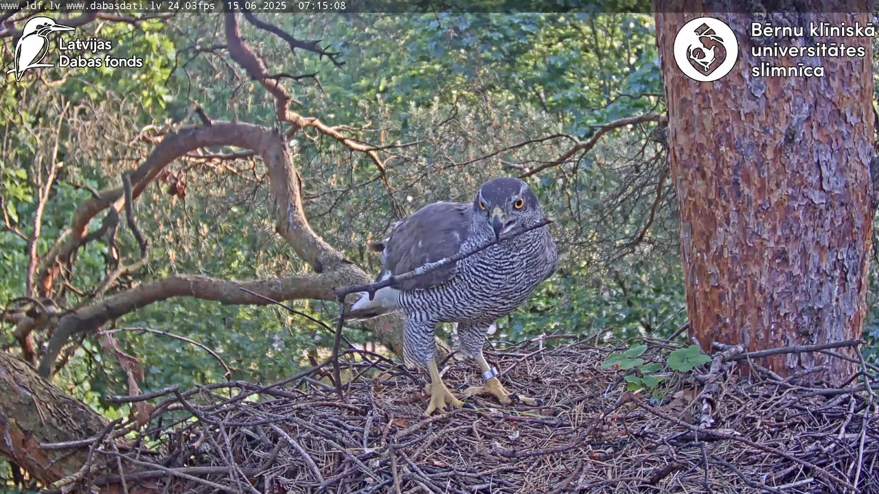 Vistu vanags (Accipiter gentilis) BKUS teritorijā – 2. ligzda 5-58-48 screenshot