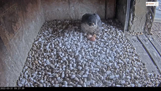 Głogów. Male Bohun (9/WU 2016) & Female Szira (9LS uit 2012) Przechwytywanie-w-trybie-pe-noekranowym-31-03-2022-092822