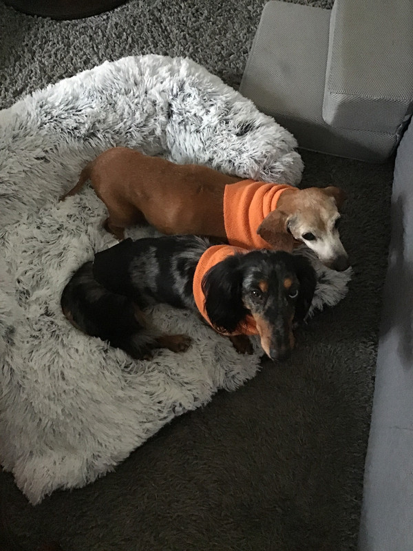 [Image: B32221-E4-6-E36-4920-ABBE-8-BD1575-EE074.jpg]