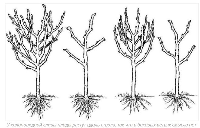 Секреты обрезки колоновидной сливы для получения крупных и сочных плодов