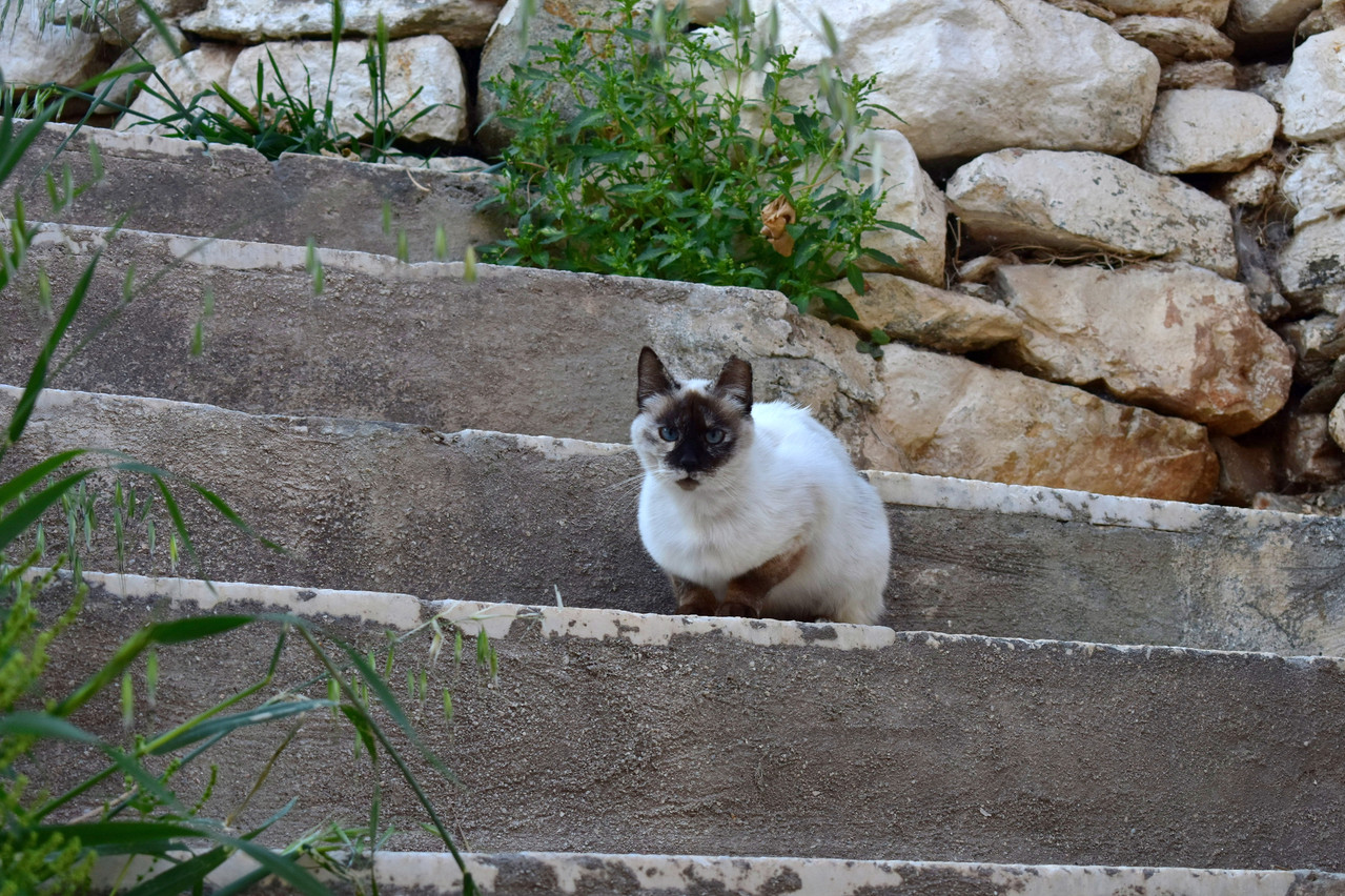 Ανω Σύρος (1ο μέρος) (17)