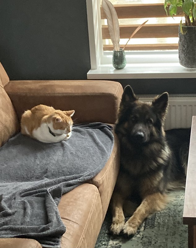 Afbeelding