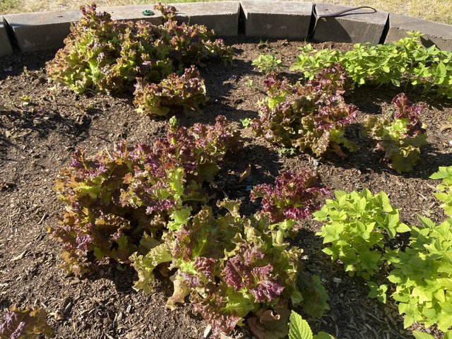 [Image: 4-F351434-FEB5-4-EFC-9-C8-D-1-E94-E1-B24-AAD.jpg]