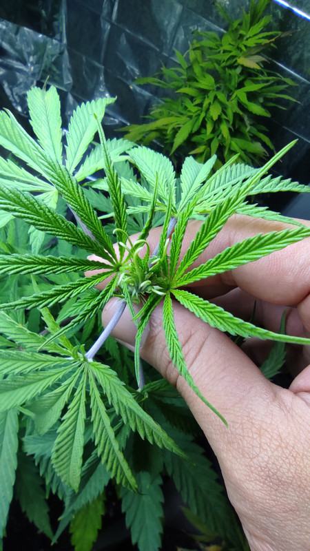 IMG_20230707_201337_1