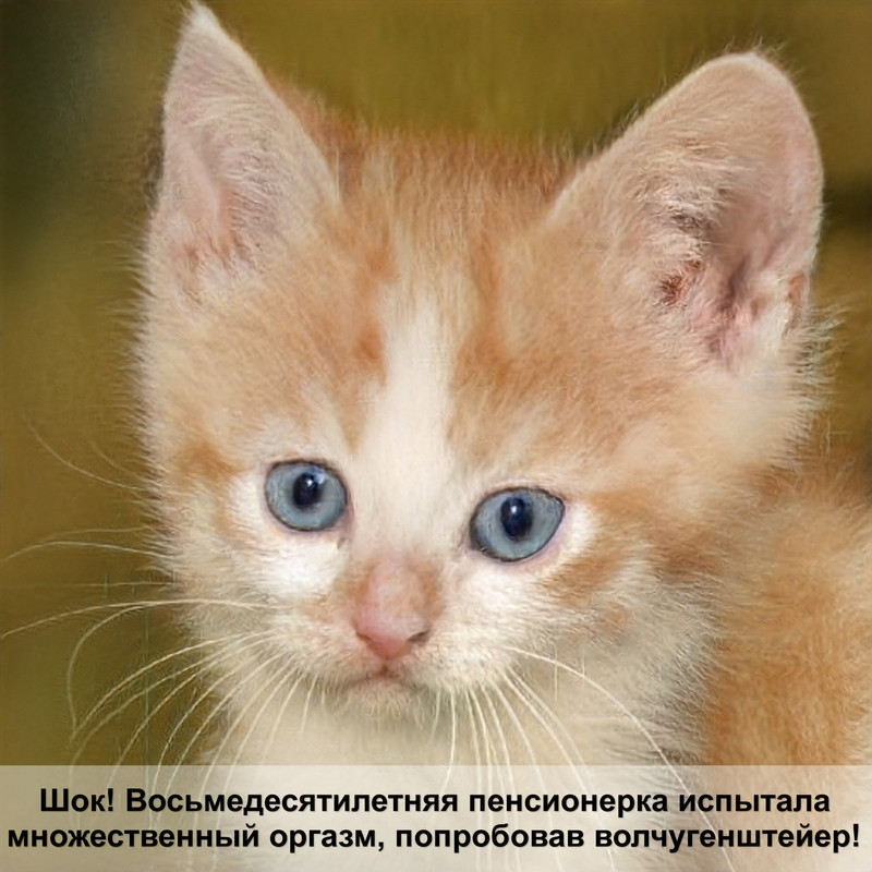 порода кошек каракал