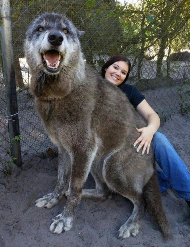 Gigante-16