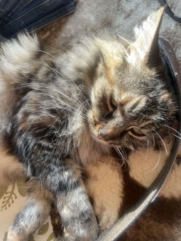 684EF702-3CDD-4906-85B3-B6920547C90C_1_105_c