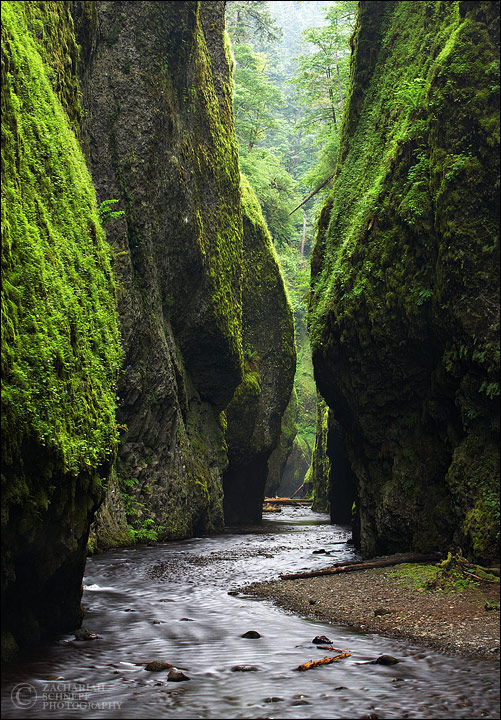 ferncanyonredwoods.jpg