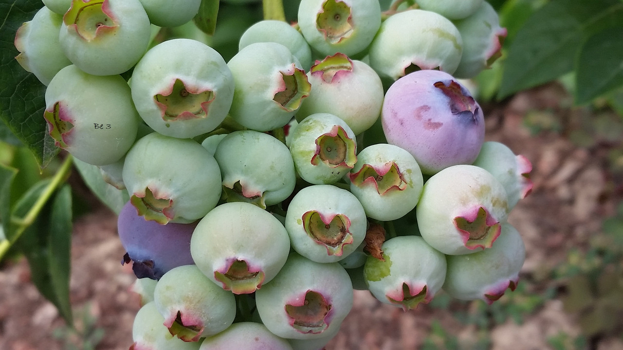 [Image: blueberries.jpg]