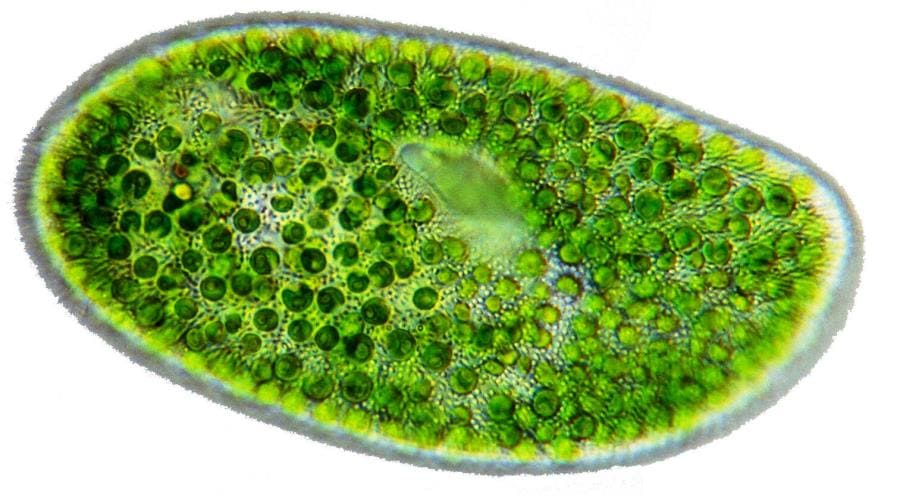 Рекордсменами по скорости роста и продуктивности считаются микроводоросли Chlorella vulgaris или Dunaliella salina Рекордсменами по скорости роста и продуктивности считаются микроводоросли Chlorella vulgaris или Dunaliella salina