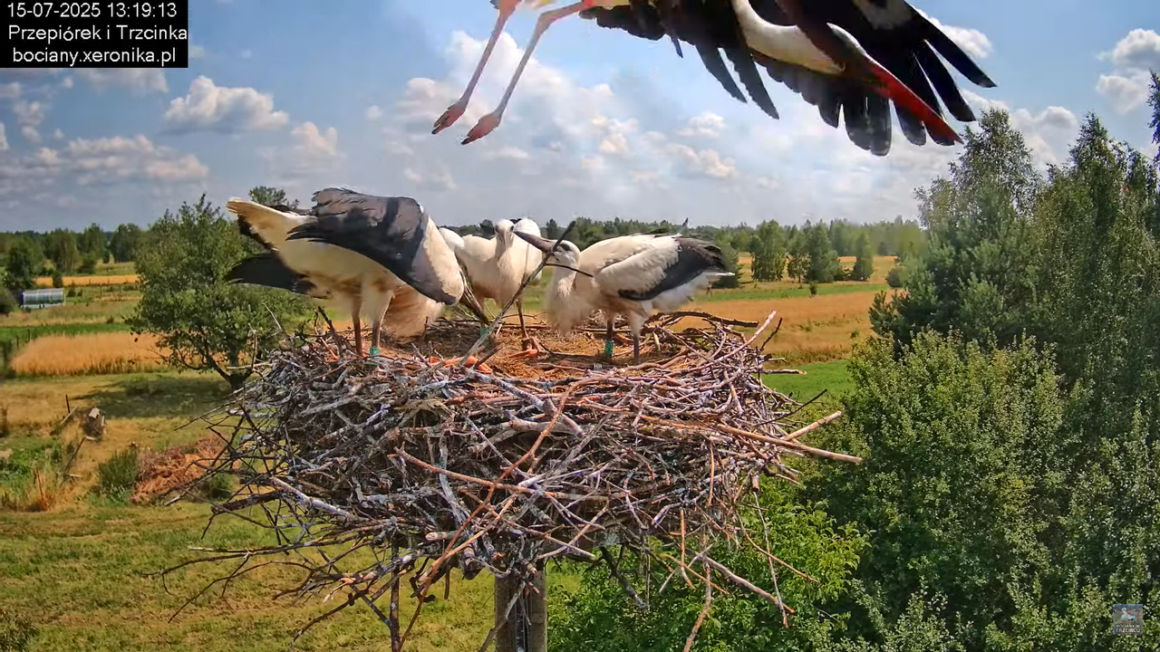 15072025bociany27