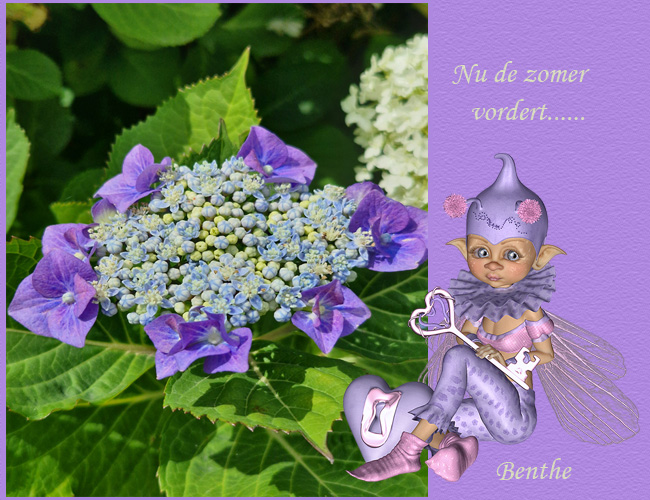 hortensia
