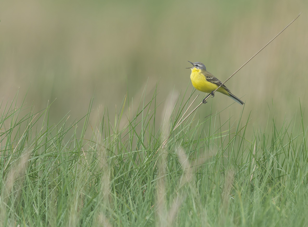 Gele kwikstaart, gefotografeerd tijdens een wandeling bij het Verdronken land van Saeftinghe.
