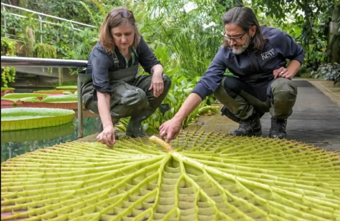 Spesies teratai baru yang ditemukan di Royal Botanic Gardens London, Kew, Inggris.
