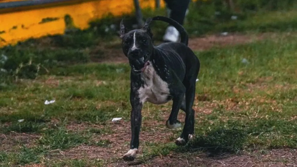 Lo más emocionante, perrito entra al estadio durante partido de Concachampions