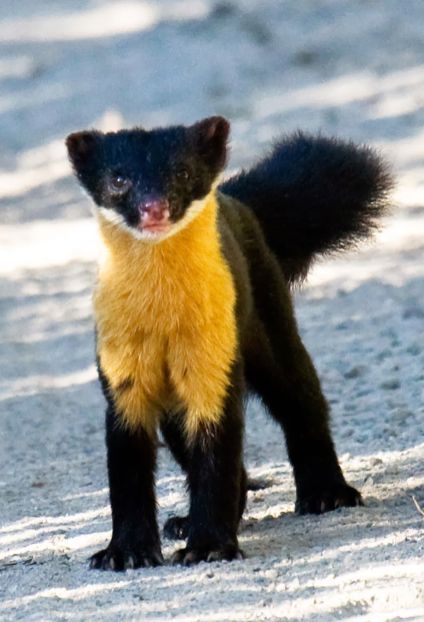 Yellowcat.jpg