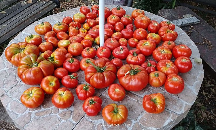 https://i.postimg.cc/bvjcx0Lz/paradicsom-20240808.jpg