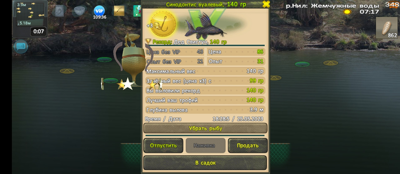 Синодонтис вуалевый