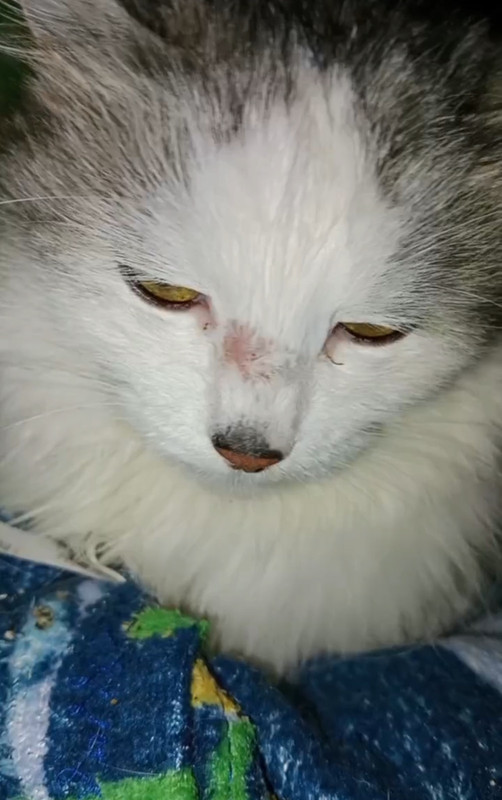 IMG-deb35a129b6dbc2e35b048809c2c2b5f-V