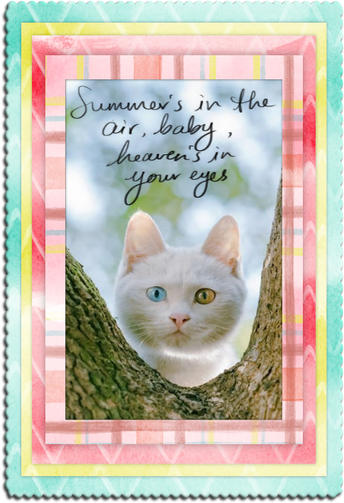 summer-cats-20