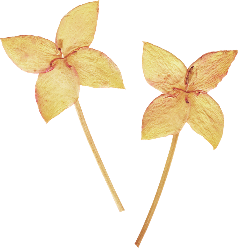 Siempre Libre & Glitters y Gifs Animados Nº341 - Página 3 NLD-Dried-flowers-2