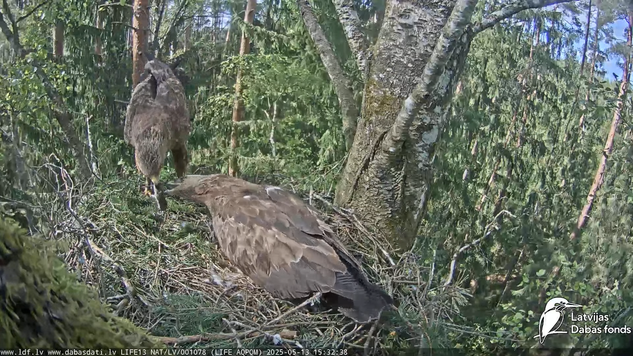 Mazais ērglis (Clanga pomarina), ligzda bērzā 13-37-58 screenshot