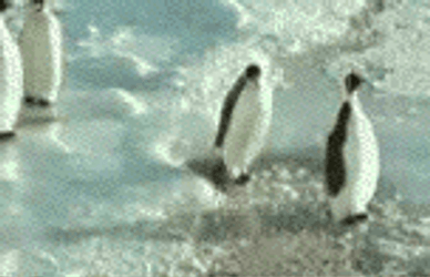 funny-penguin-slapped-fail-vgqq19kj9azj7