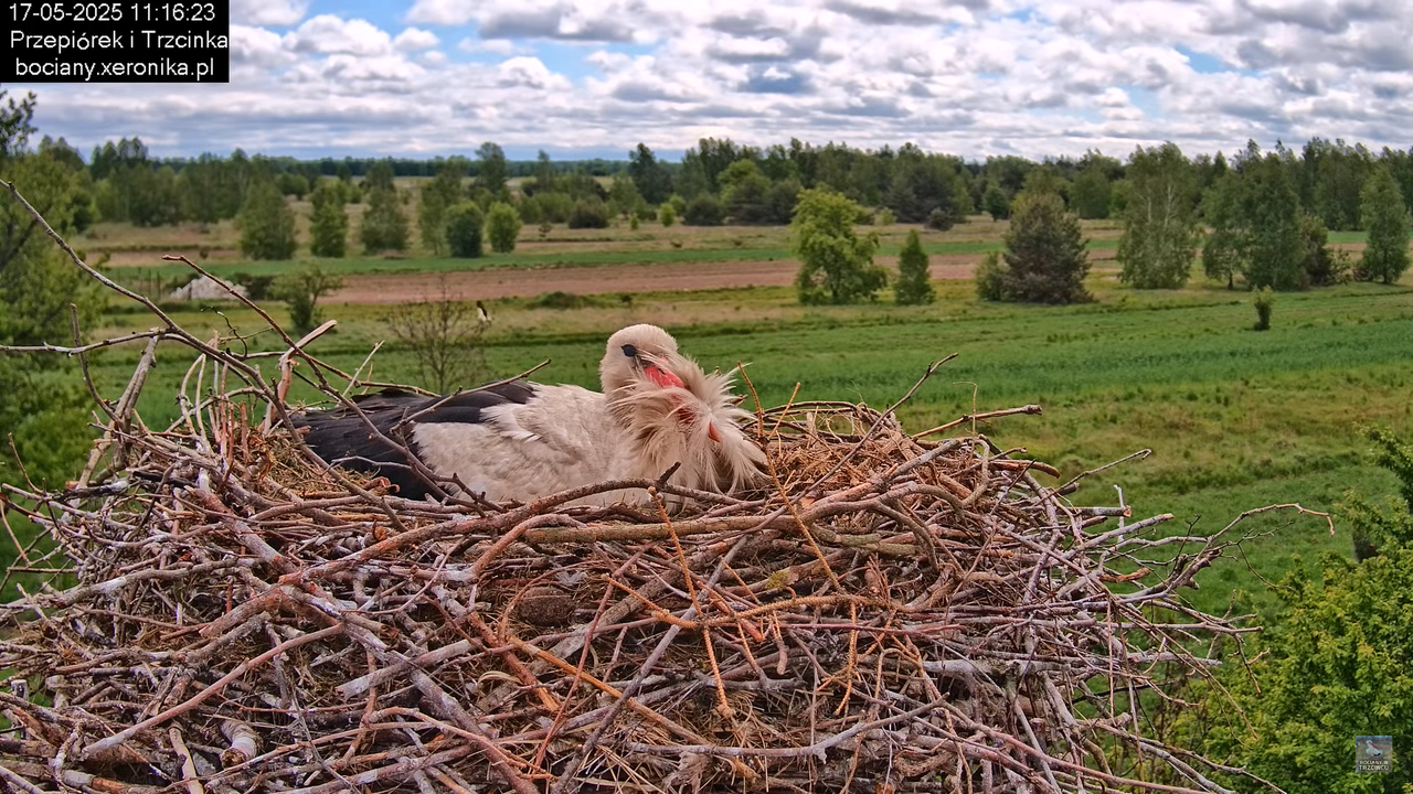 17052025bociany21