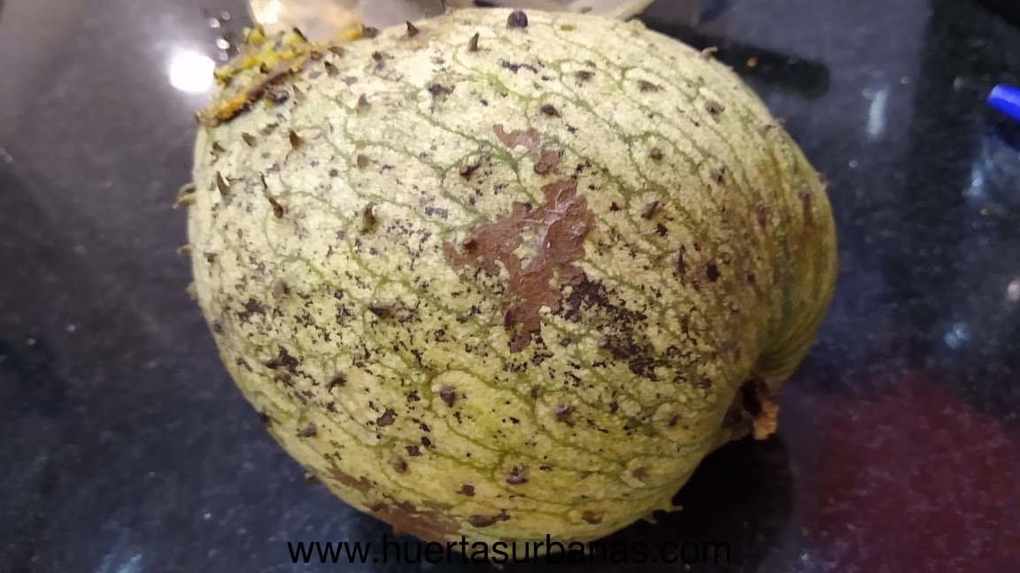 huertasurbanas_com_20200221_233000graviola_colonia_delicia-1