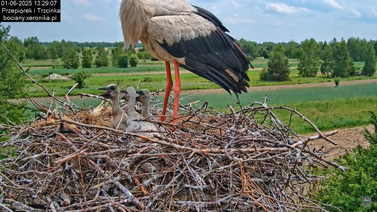 01062025bociany31
