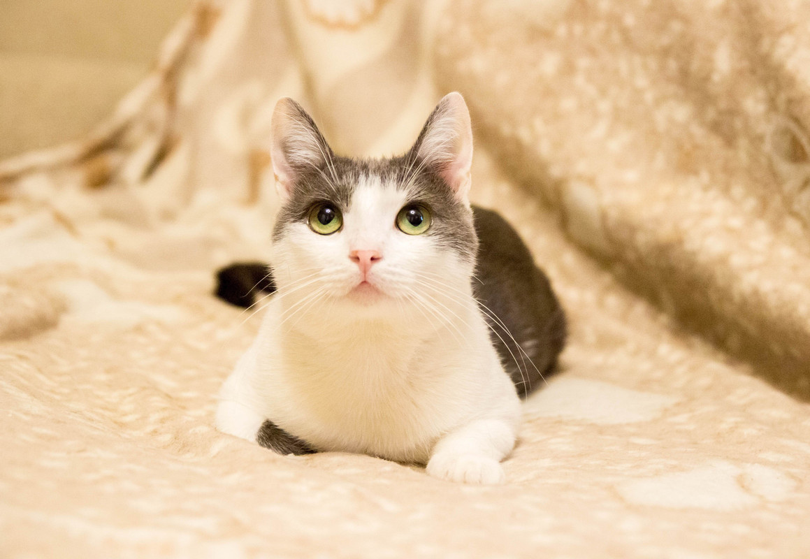 бело-серая-1-16