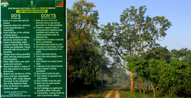 Safari por el Parque Nacional de Kaziranga (Assam) - INDIA: Bambú, gurú y bodorrio hindú (7)