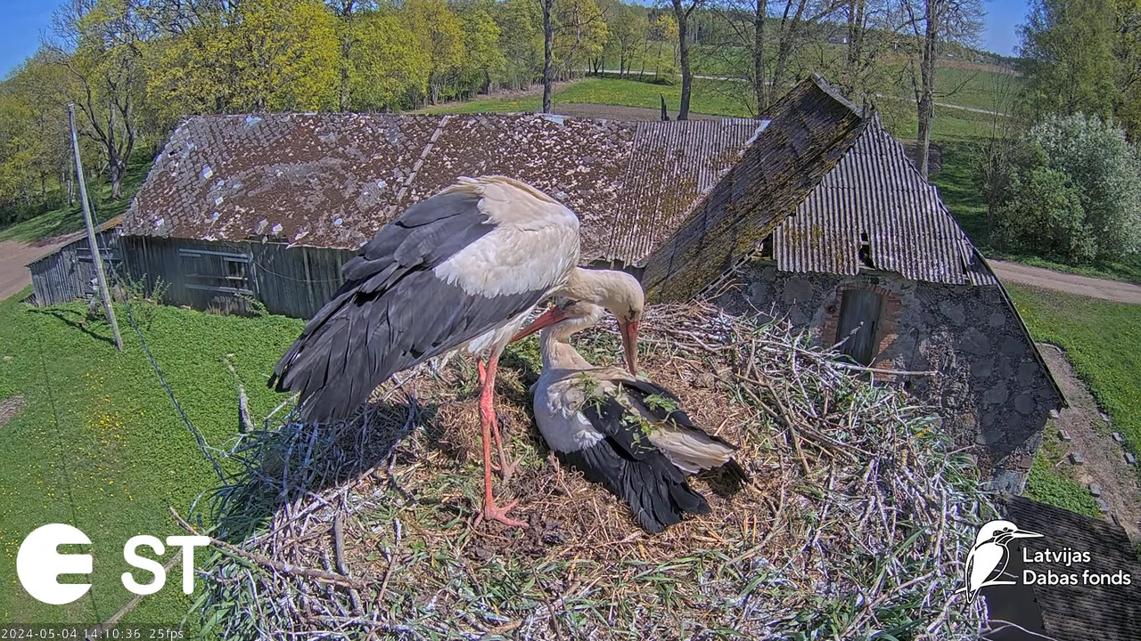 Baltie stārķi (Ciconia ciconia) Tukuma novadā - LDF tiešraide __ White storks in Tukums, Latvia 5-11