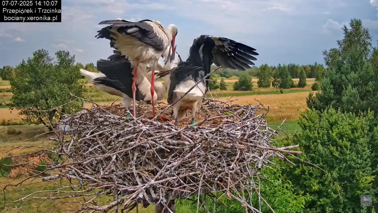 07072025bociany36