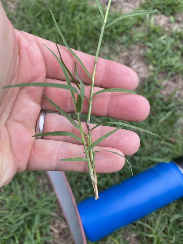 Common Bermuda or Torpedograss? | Lawn Care Forum