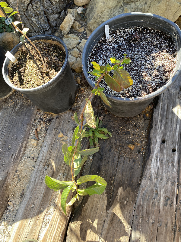 CE3AE250-D941-4EB7-A19F-9A43B50F5FAD