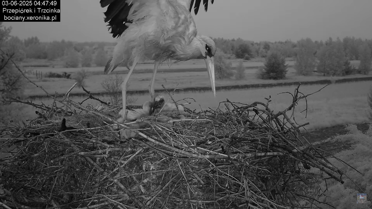 03062025bociany1
