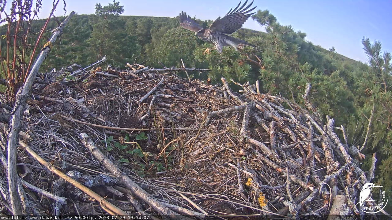 Zivju ērgļi (Pandion haliaetus) Kurzemē - LDF tiešraide 9-57-23 screenshot