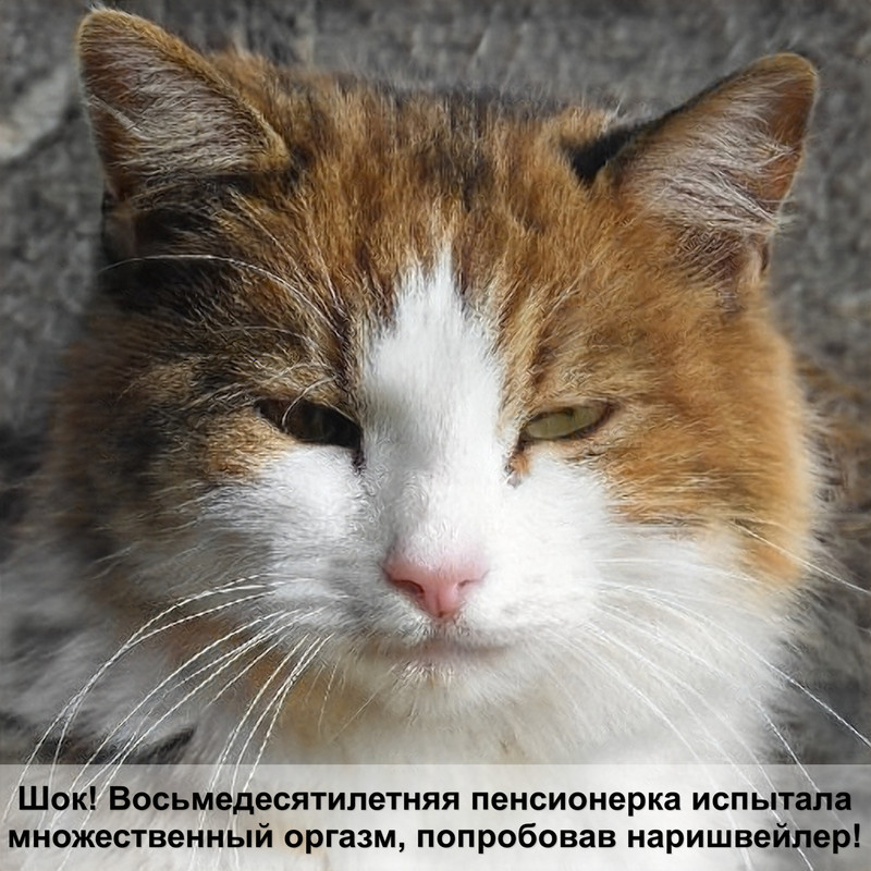 ориентальная кошка фото