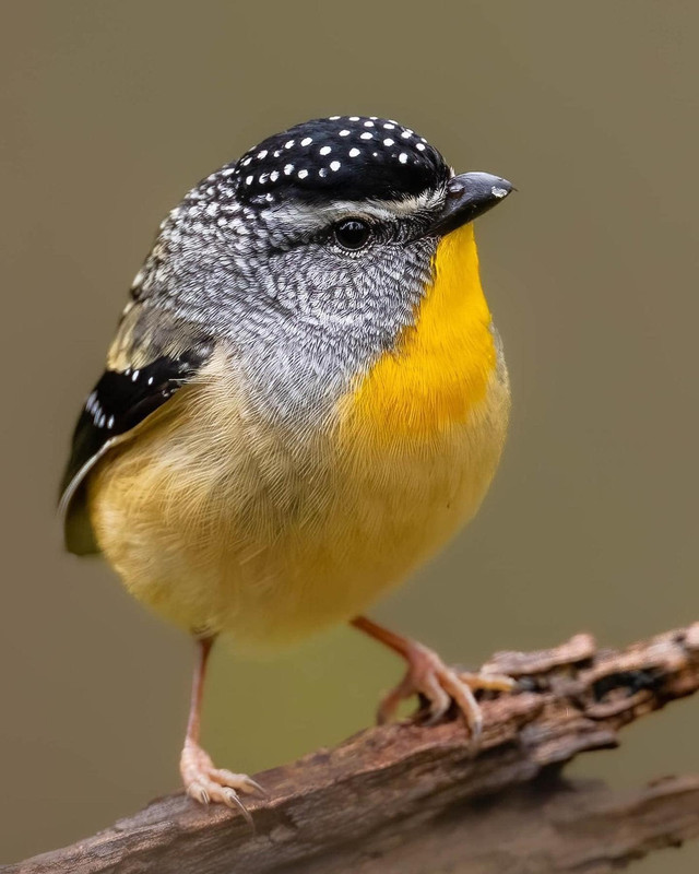 burung-lagi.jpg