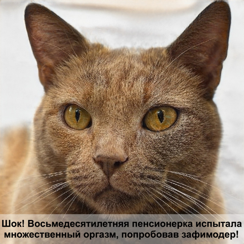 яйца глистов у кошек